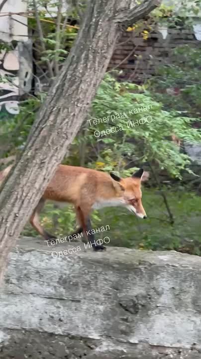 По улицам Одессы рыжий кот гоняет рыжую лисицу