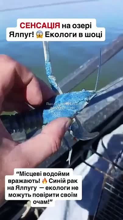 В Одесской области поймали голубого рака