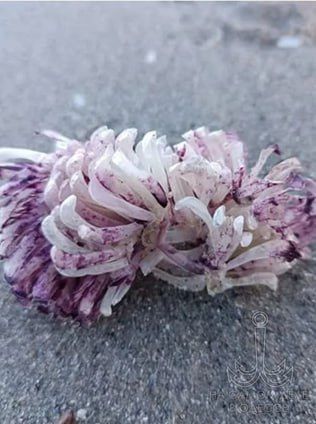 Красивое. На одесских пляжах расцвели «морские цветы» — вот такие красивые и загадочные образования