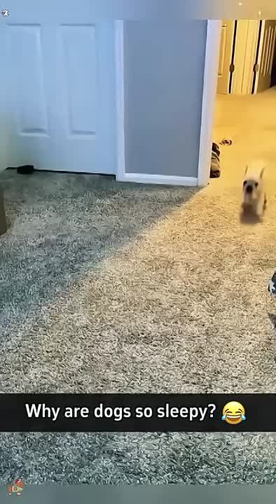 Почему собаки много спят?. Потому что они знают толк в отдыхе Берите пример с наших пушистых друзей — отдыхайте, набирайтесь сил Спокойной ночи, Одесса! Блокнот Одесса