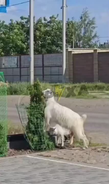 21 октября отмечается День козла