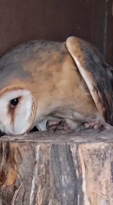 Редкую сову-сипуху спасли в Одесской области