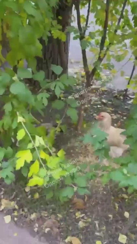 В Одессе, прямо в городе кто-то завел курятник