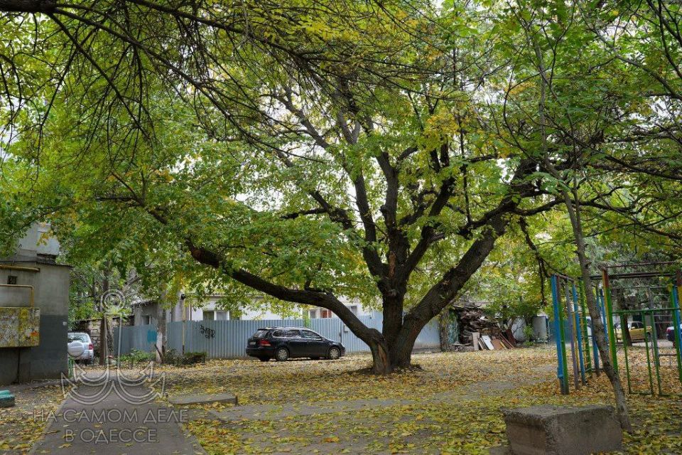 Осенью в Одессе это мягкий солнечный свет, который окрашивает город в пастельные тона, создавая неповторимое ощущение тепла, поэзии и легкой грусти