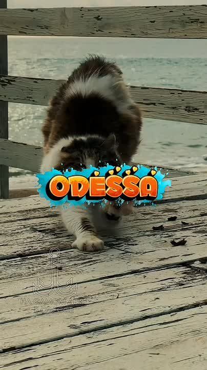 Одесса-мама мирных снов. — Семён Маркович, а Вы что молчите? Выскажите своё мнение!