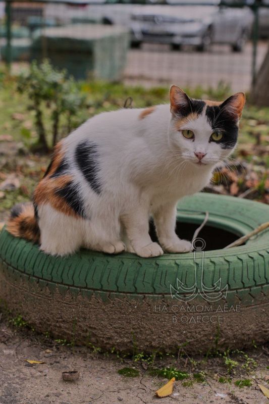 Осенью в Одессе это мягкий солнечный свет, который окрашивает город в пастельные тона, создавая неповторимое ощущение тепла, поэзии и легкой грусти Осенью в Одессе это мягкий солнечный свет, который окрашивает город в пастельные тона, создавая неповторимое ощущение тепла, поэзии и легкой грусти