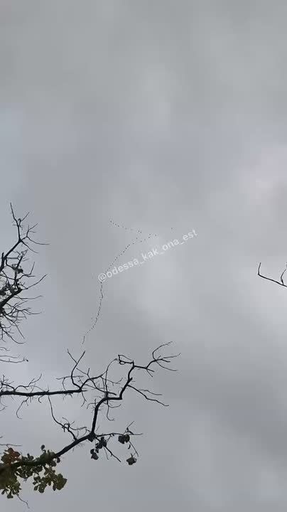 А гуси уже улетели из Одесской области