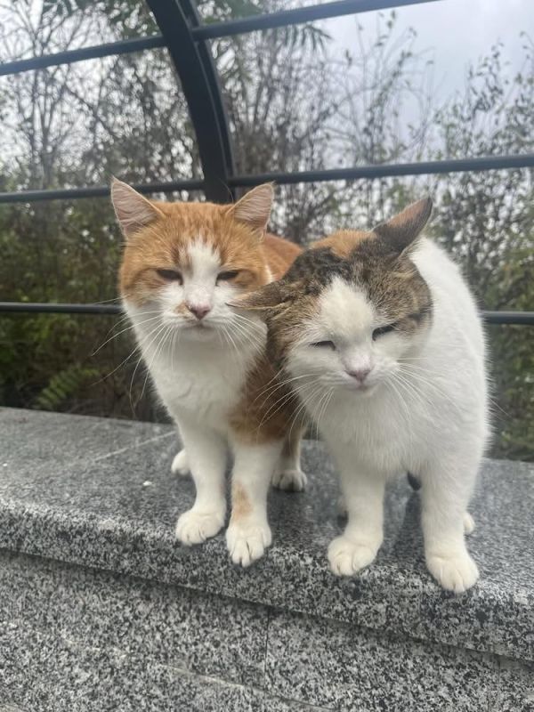 Одесских котиков в вашу вечернюю ленту