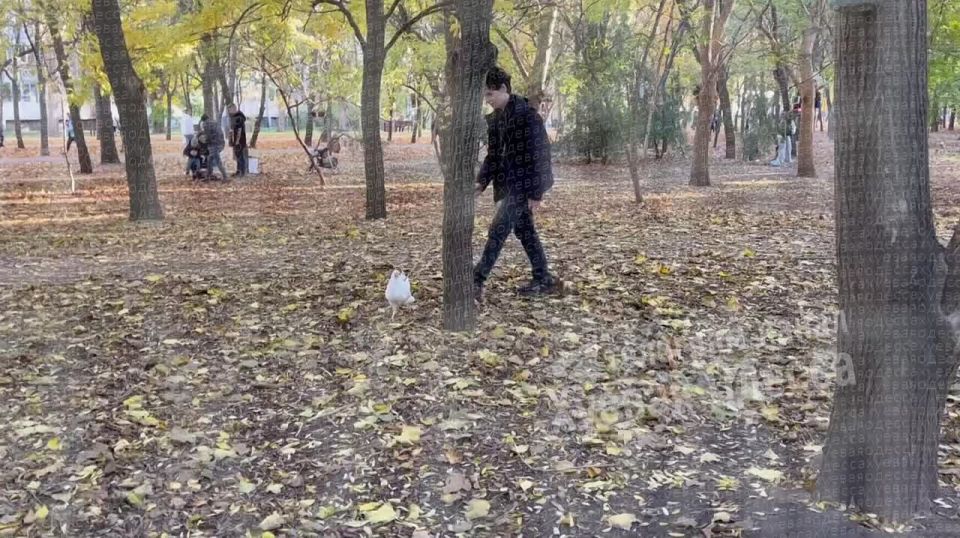В парке Одессы парнишка выгуливал курицу на поводке