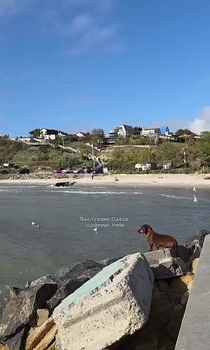Даже лебеди в это солнечное утро чилят на пляже, а ты всё спишь