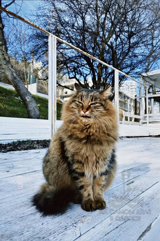 Любит Одессу одессит Семен Вайнблат в стихах: Любит Одессу одессит Семен Вайнблат в стихах: