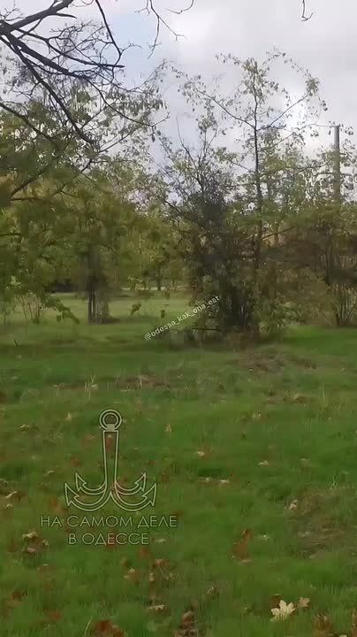 Прогулки по Одессе становятся все интереснее! В парке Победы были замечены фазаны