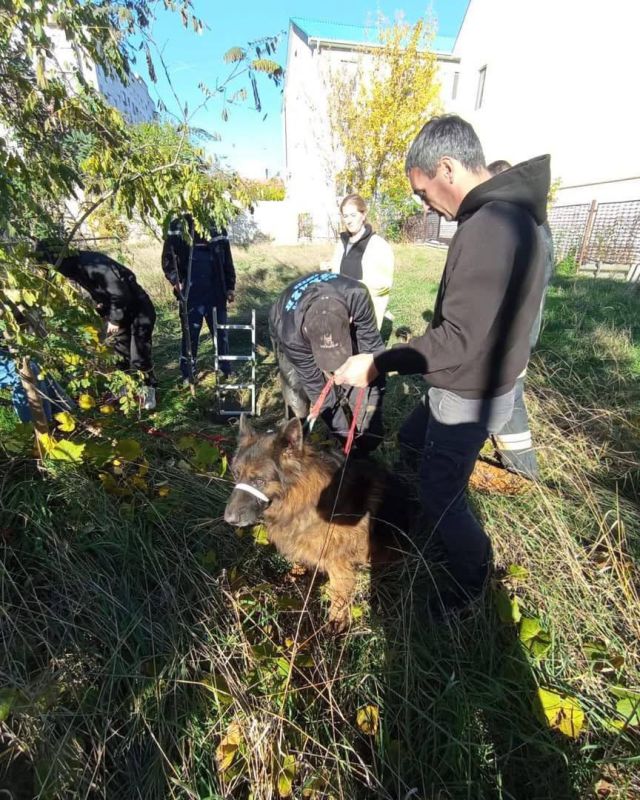 В Одессе овчарка упала в колодец В Одессе овчарка упала в колодец