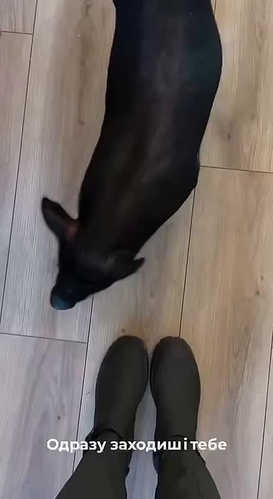 В Одесском кафе работают настоящие свиньи