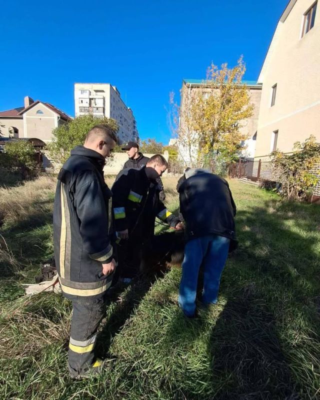 В Одессе овчарка упала в колодец В Одессе овчарка упала в колодец