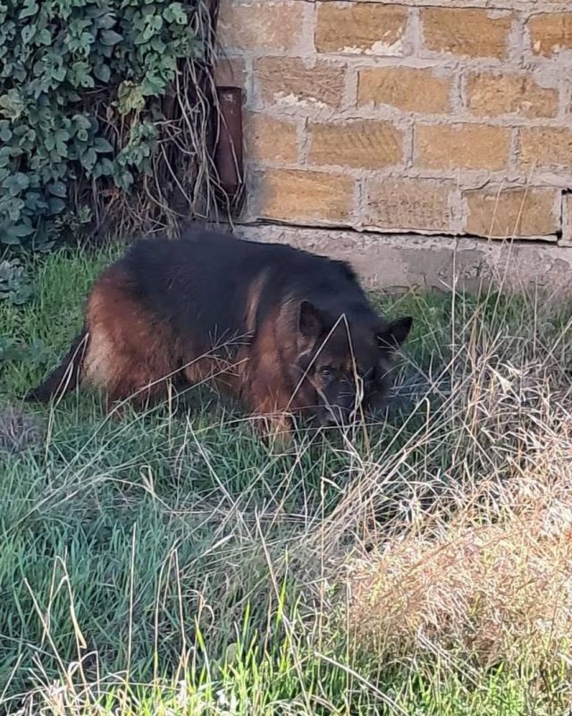 В Одессе овчарка упала в колодец В Одессе овчарка упала в колодец