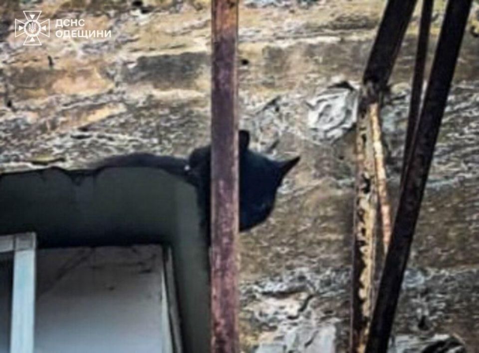 В Одессе кот устроил экстрим на крыше В Одессе кот устроил экстрим на крыше