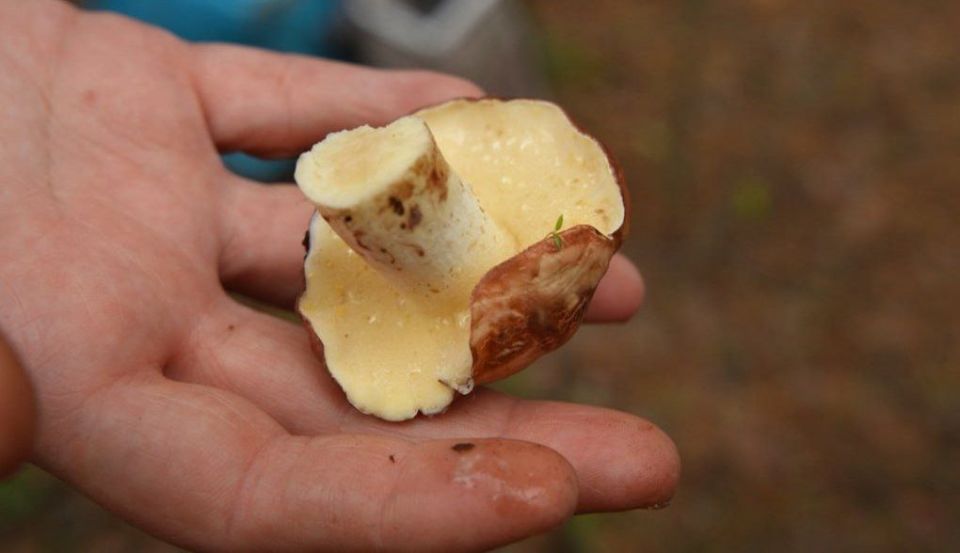 В Одесской области пик сезона тихой охоты В Одесской области пик сезона тихой охоты