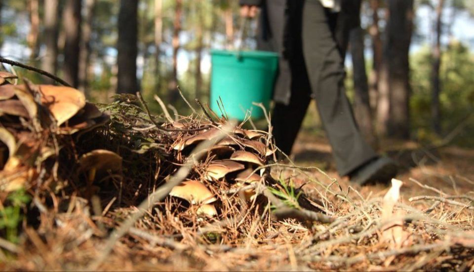 В Одесской области пик сезона тихой охоты В Одесской области пик сезона тихой охоты