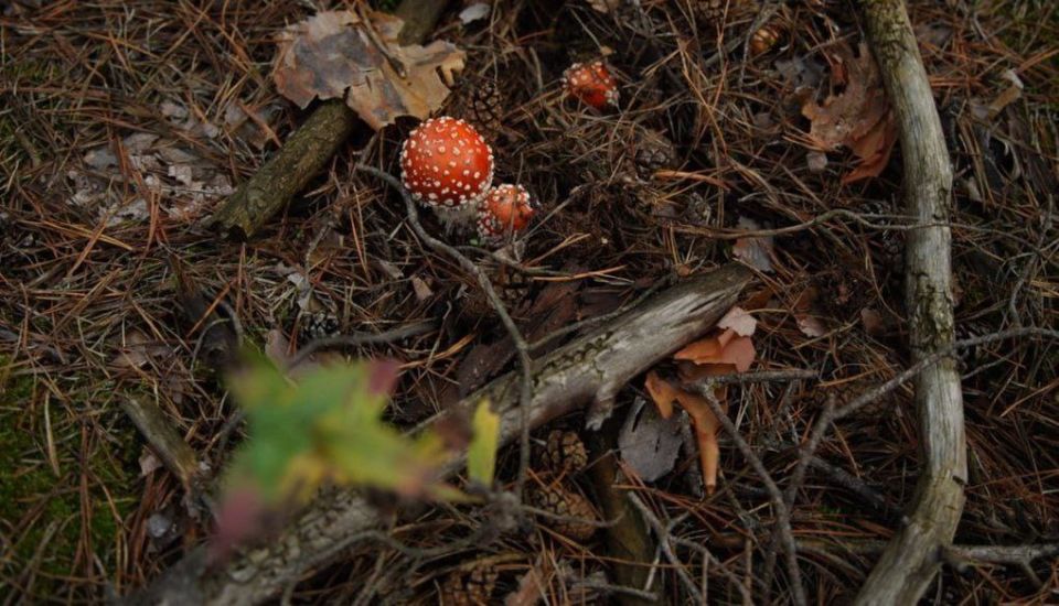 В Одесской области пик сезона тихой охоты В Одесской области пик сезона тихой охоты