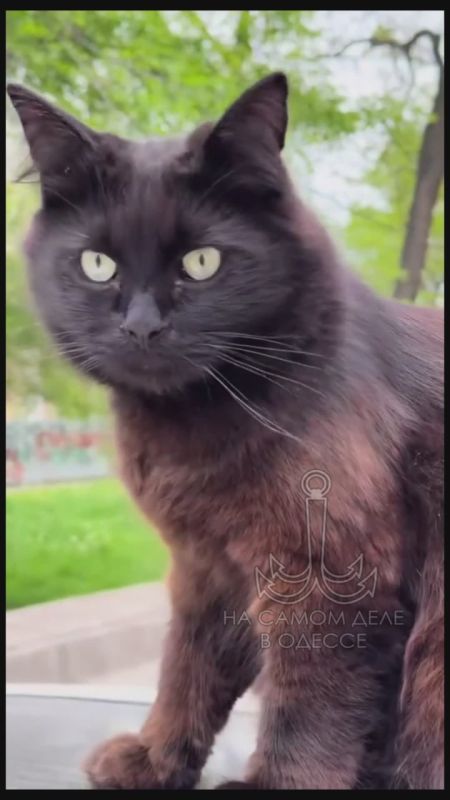 Таки да, Одесса-мама проснулась