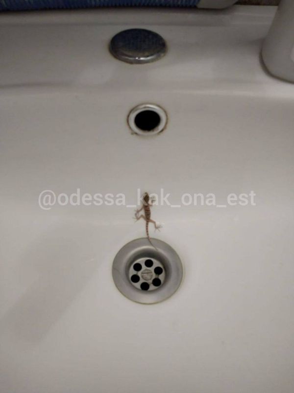 В одесских домах поселились дикие ящерицы — гекконы, которые охотятся на тараканов