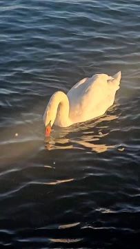 На Ланжерон прилетели лебеди