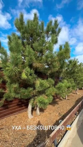 В Одессе сегодня бесплатно угощали ухой