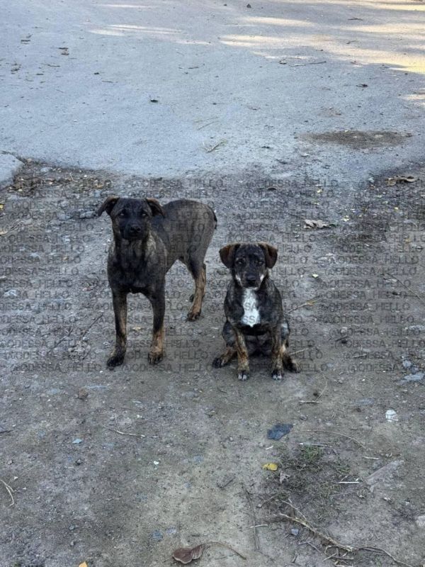 �������� ����� �������� ��� ����� ����� �������