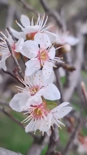 А это точно очень?. Из-за тёплой погоды в «Тузловских лиманах» зацвела дикая слива Блокнот Одесса