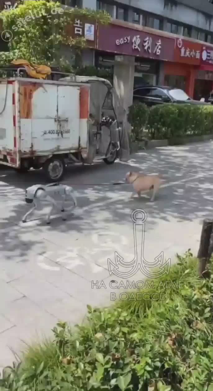 Представьте: парк, прогулка, но вместо человека на поводке — робот