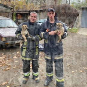 В Одессе спасли двух щенят