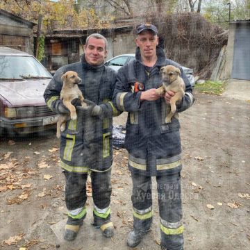 В Одессе спасли двух щенят
