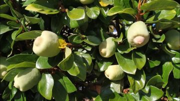 150-летний фикус в Одессе показал свои тайные цветы