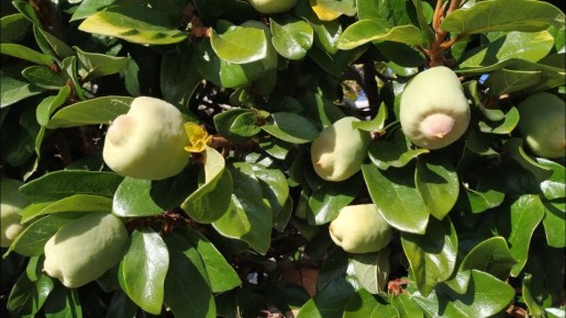 150-летний фикус в Одессе показал свои тайные цветы