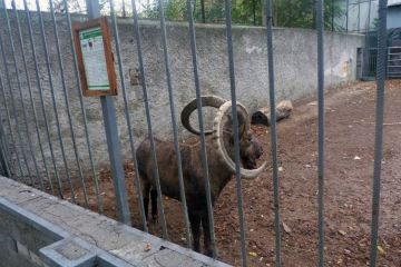На директора Одесского зоопарка завели уголовное дело из-за жестокого обращения с животными