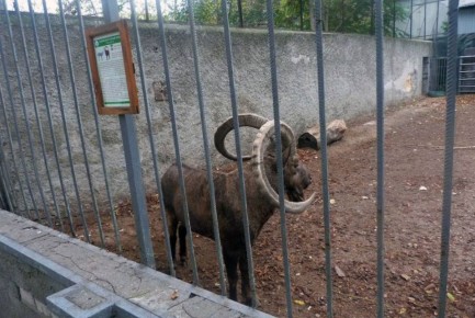На директора Одесского зоопарка завели уголовное дело из-за жестокого обращения с животными