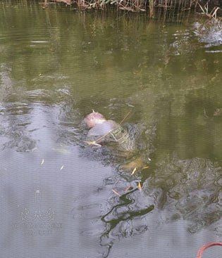 ��������� �������� �������� ��������