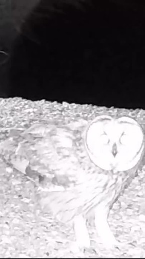 Редкая болотная сова обитает на Тузловских лиманах