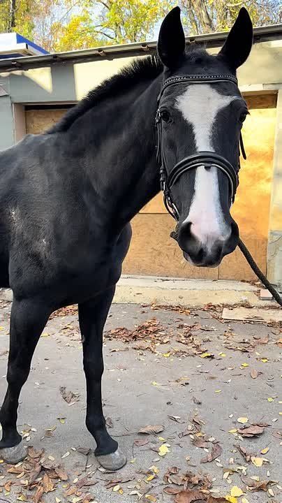 Лошадь Сигма, пострадавшая от атаки в Одессе, пришла в себя