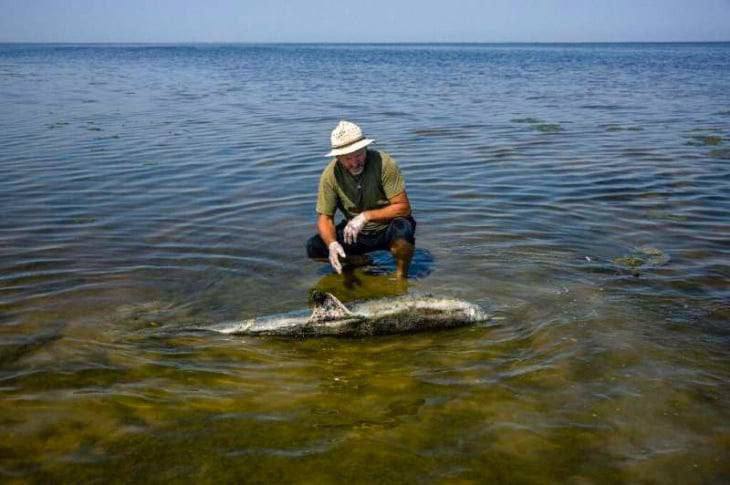 В Черном море массово гибнут дельфины из-за военного конфликта Украины и России