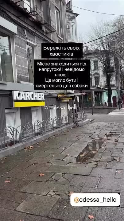 В Одессе собаку шандарахнуло по яйцам током