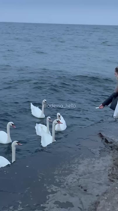 Одесситы подкармливают лебедей на побережье