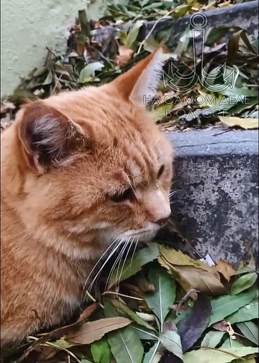 Таки да, Одесса-мама проснулась