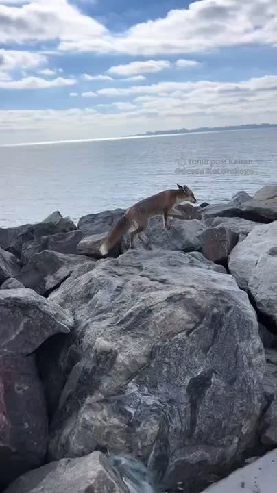 Одесский лисёнок нежится на море