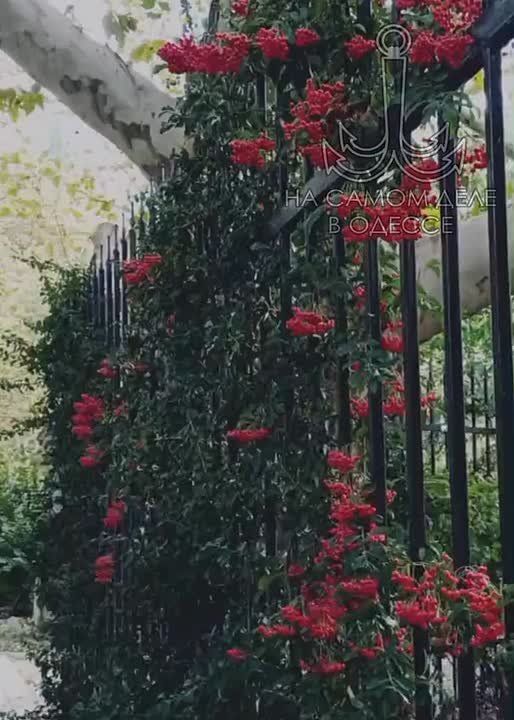 Таки да, Одесса-мама проснулась