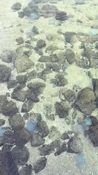Вода в море у Одессы чистейшая, а медузы - как бриллианты на дне