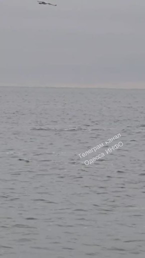 В море у Одессы море дельфинов