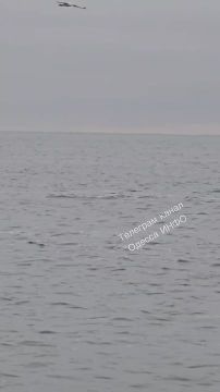 В море у Одессы море дельфинов