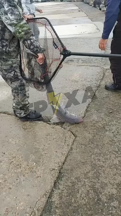 В Одессе рыбаки поймали акулу